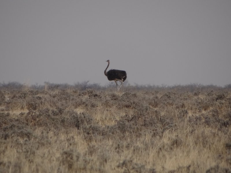 First ostrich in the distance