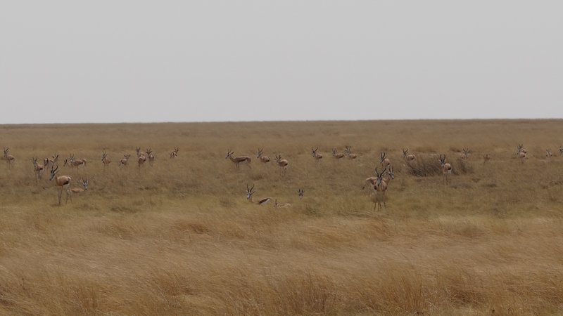 Lots of springbok