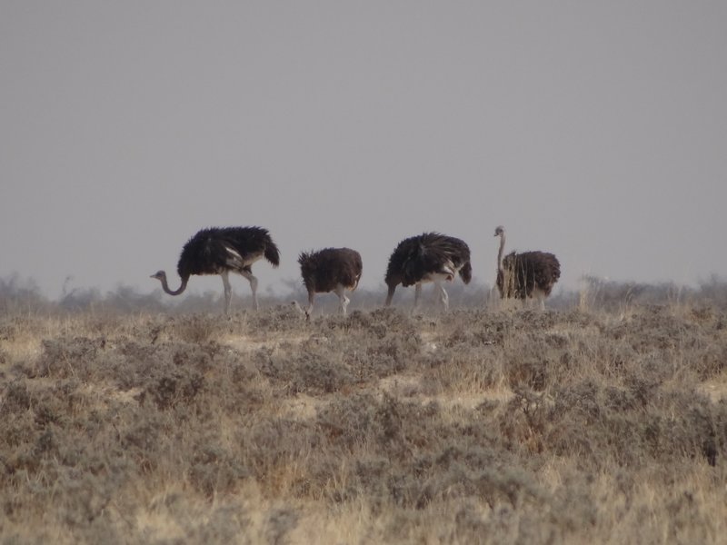 Lots of ostriches in the distance