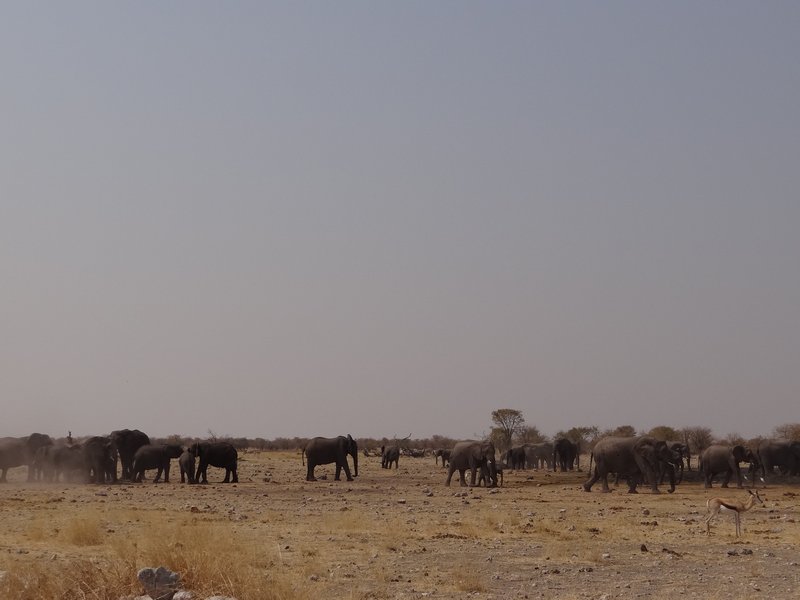 Lots of elephants in the distance