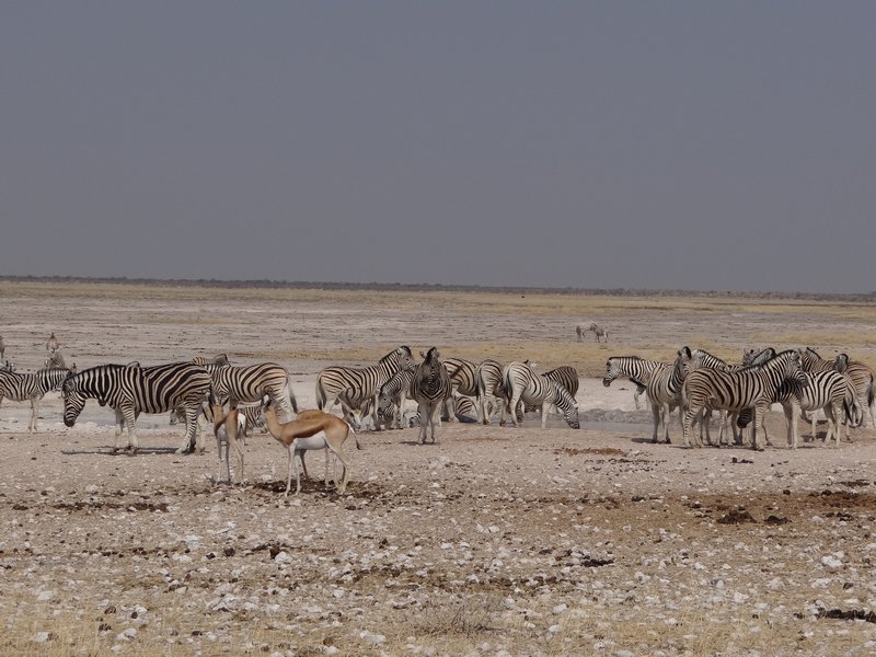 Lots of zebras
