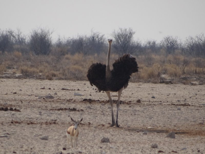 Aggresive ostrich