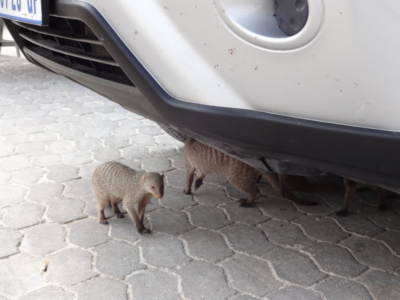 Mongooses investigating our car