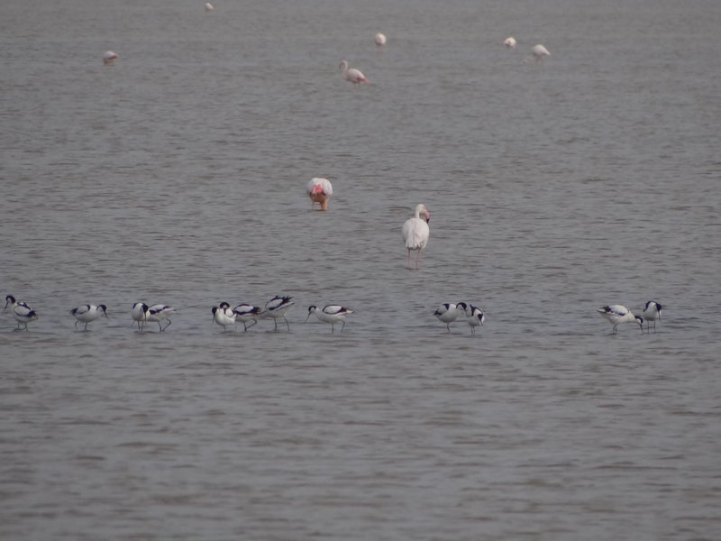 Avocets and Flamingoes