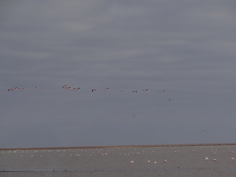 Flamingoes in flight and on the ground