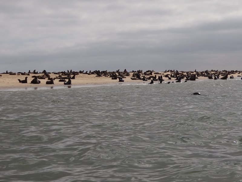 Seal colony from the water