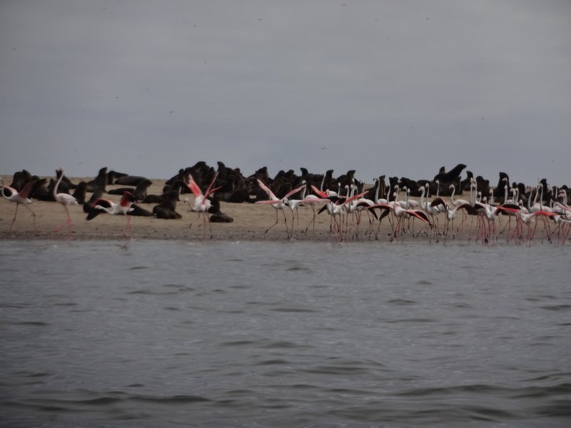 Flamingoes and seals