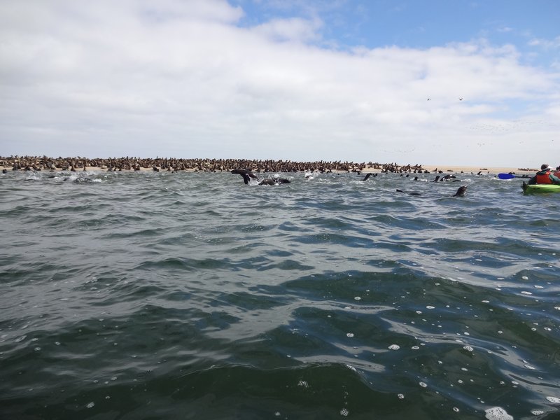 One of the seal colonies