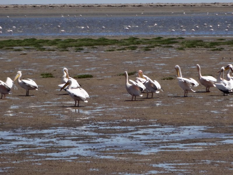 Pelicans on land
