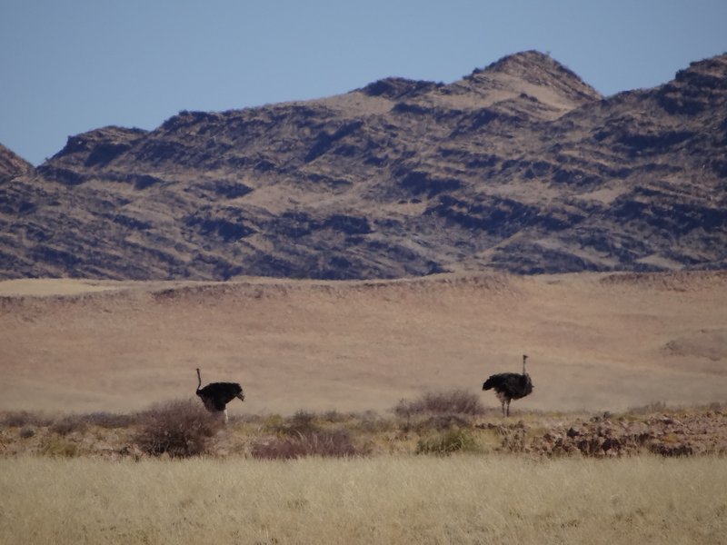 Ostriches in the distance