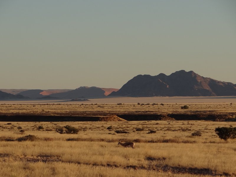 Sprinkbok with dunes in the distance