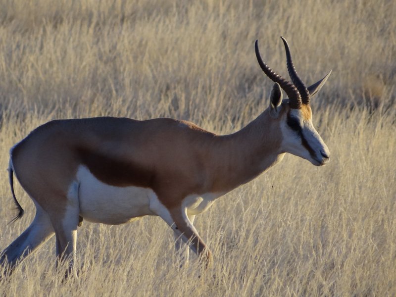 Close up of springbok