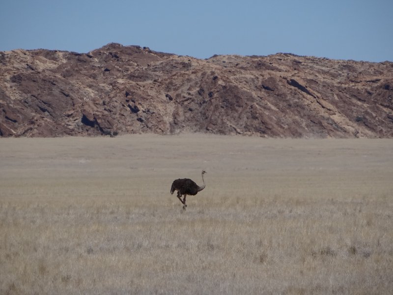Ostrich wandering the savanna