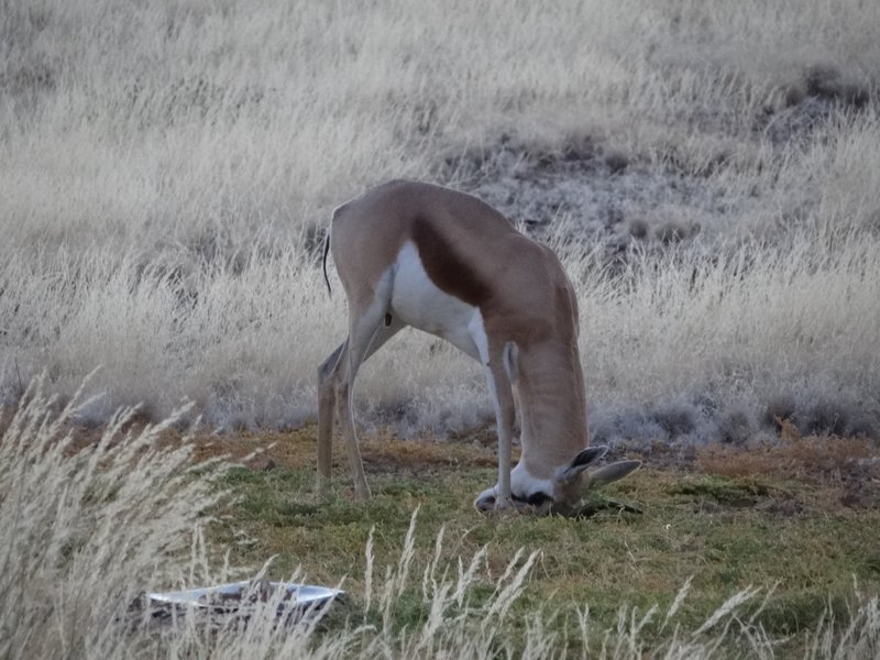 Weird springbok behavior