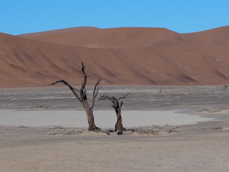 There are no living trees in Hidden Vlei