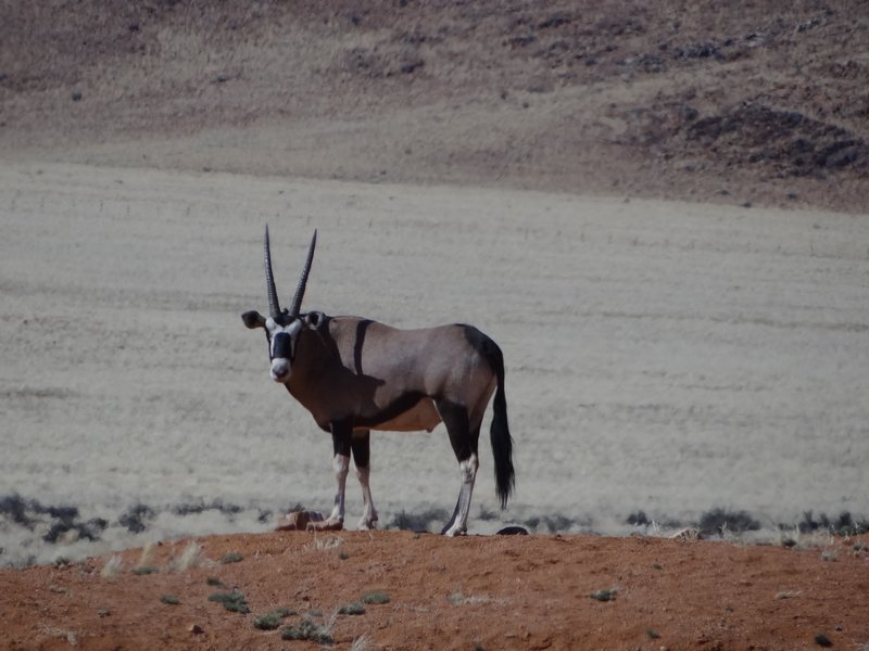 Lonely oryx