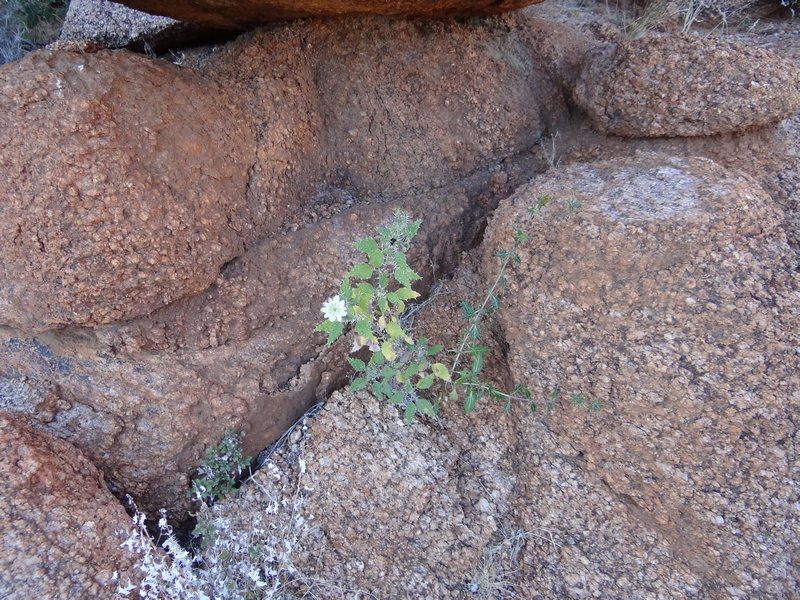 Flower growing between the rocks