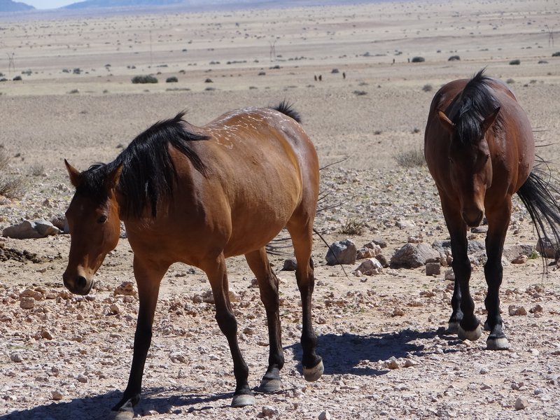 Wild Garub Plain desert horses