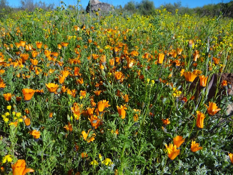 Namaqualand daisies near our home