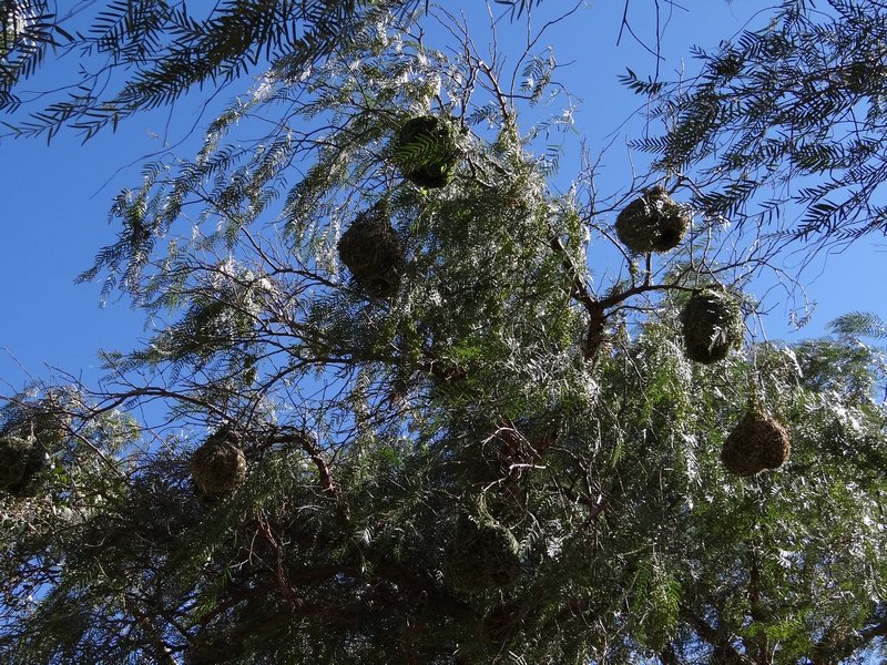 Lots of weaver birds nests in the tree