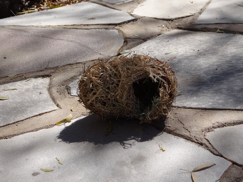 Weaver nest on the ground