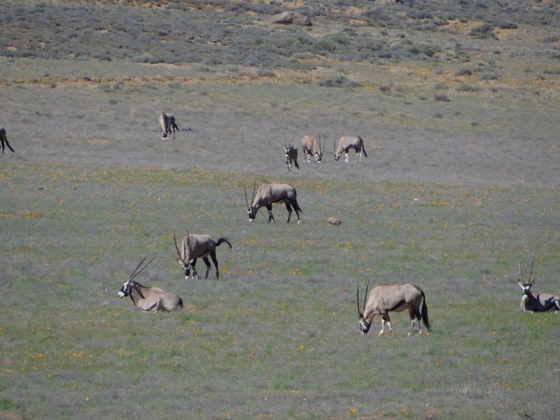 Close up of oryxes