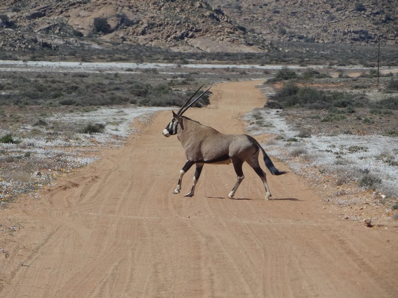 Oryx running across road