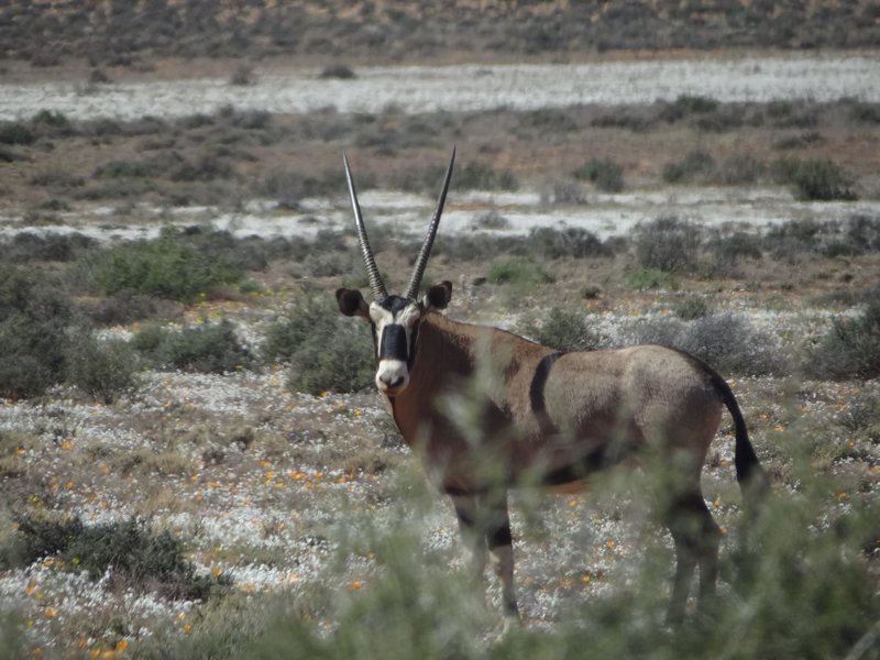 Oryx resting on the other side