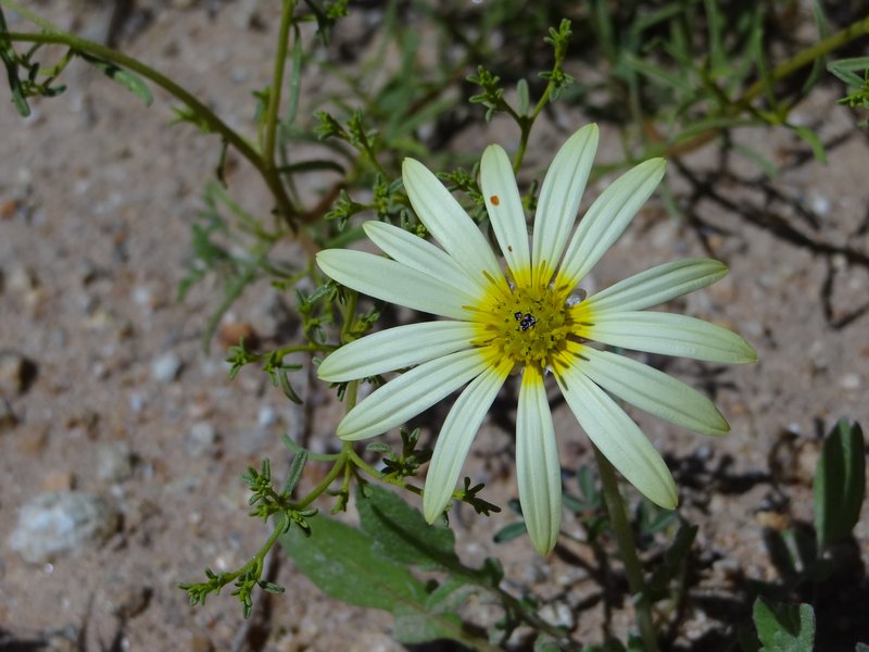 Close up of flower near circular road