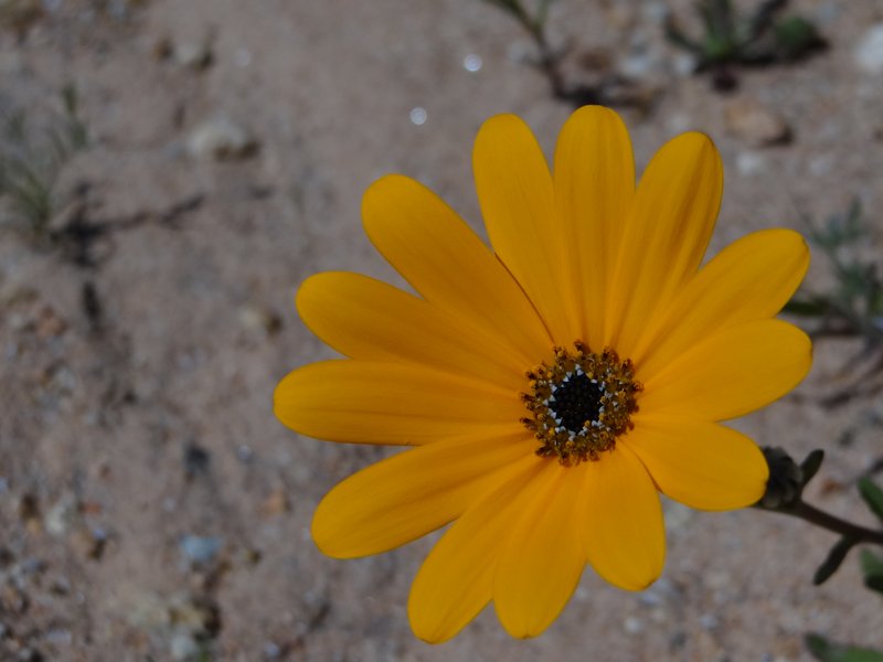 Close up of daisy near circular road