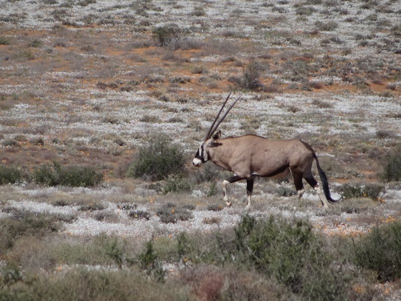 Oryx starting to move