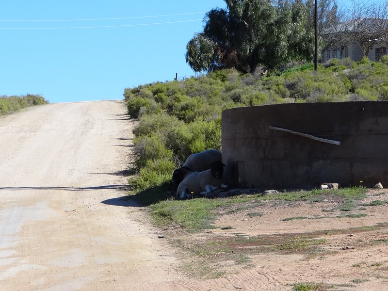 Sheep near water tank