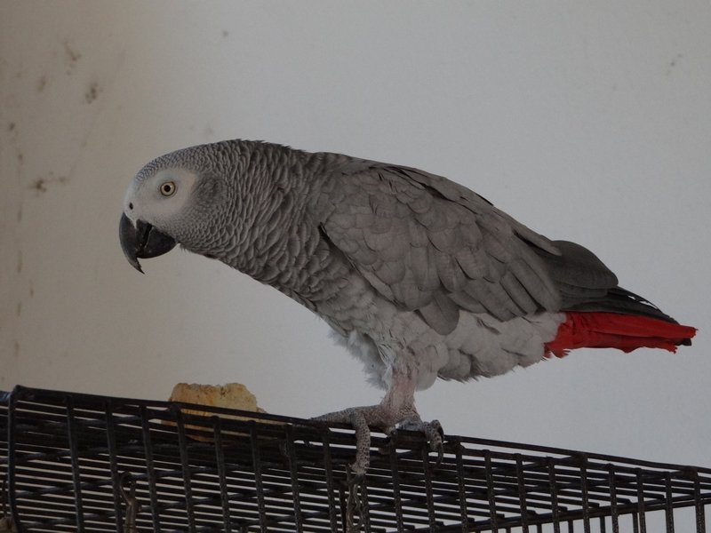 Parrot eating