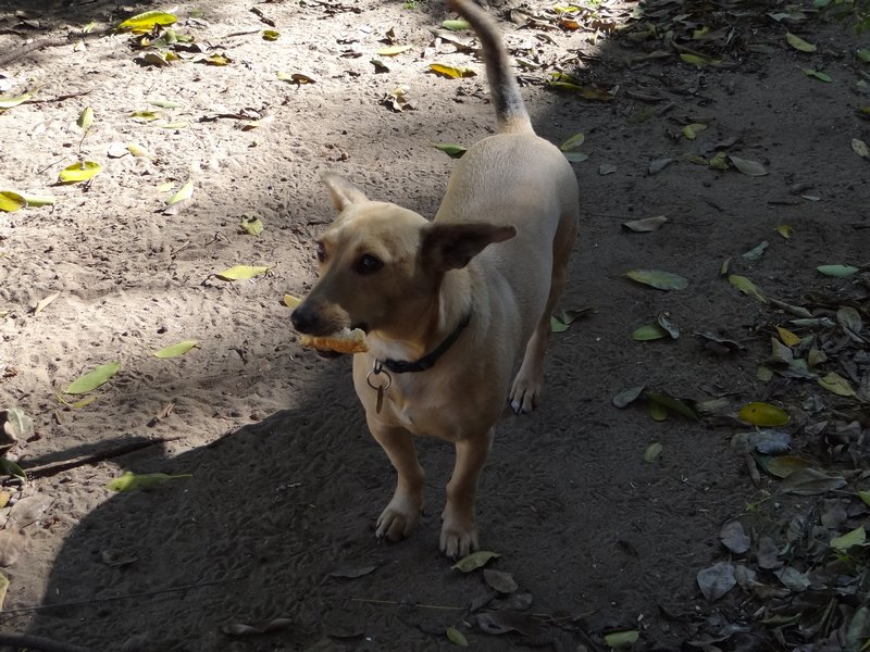 Dog eating bread