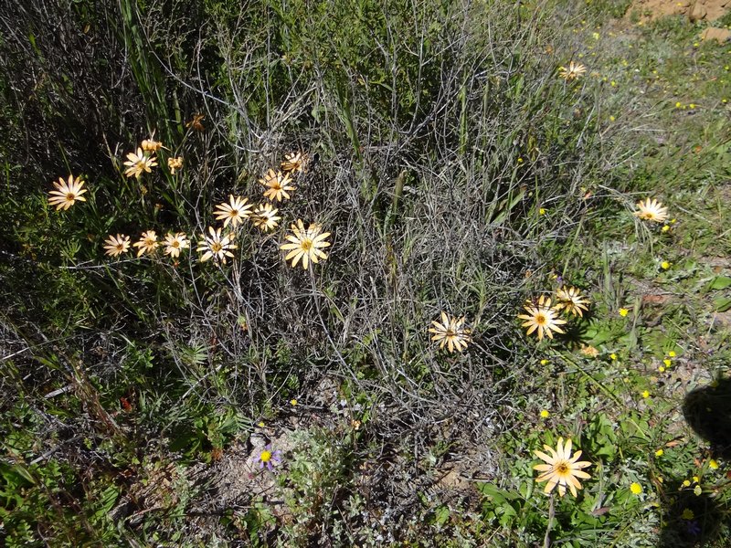Flowers near trail