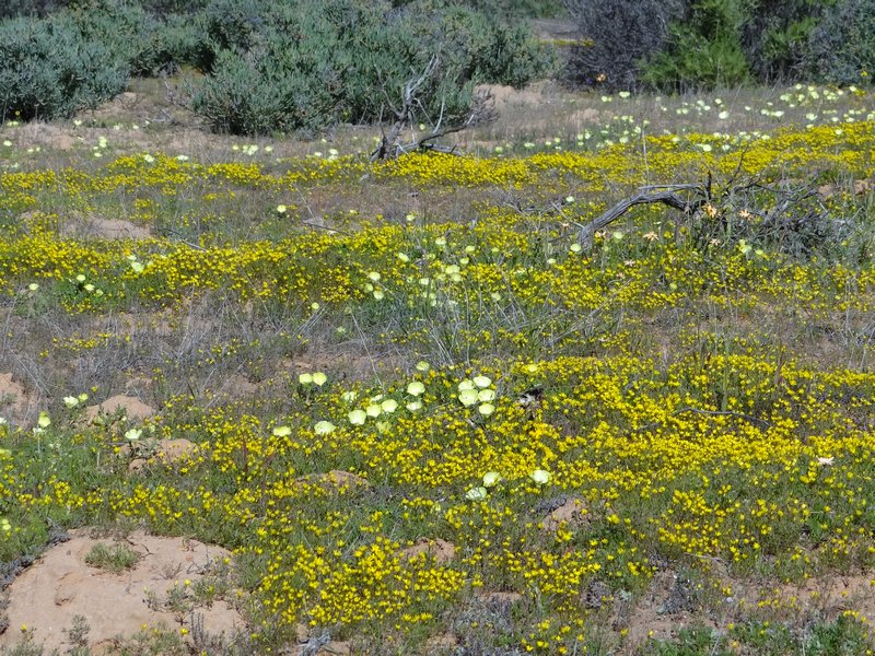 Yellow flowers near trail