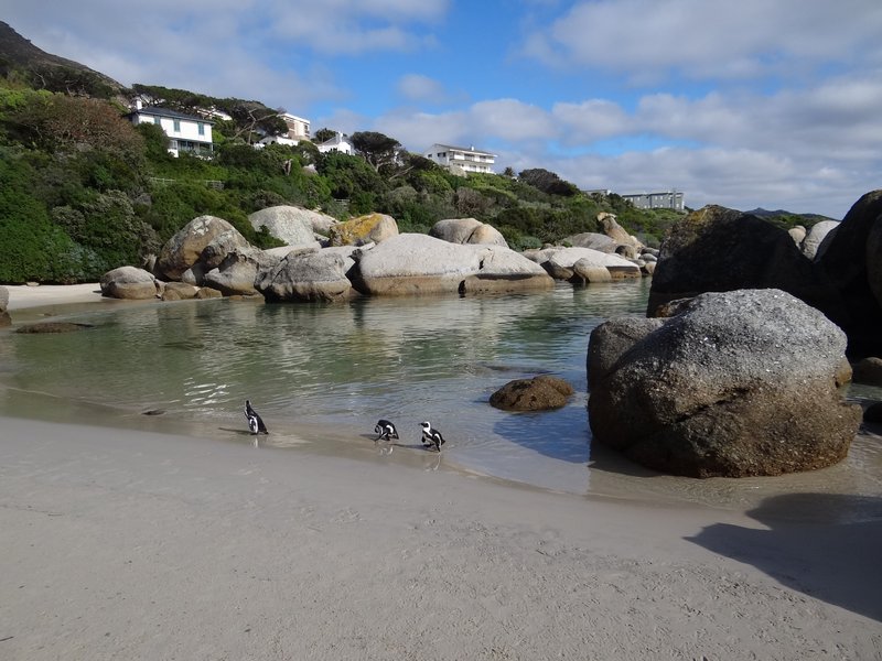 1. Boulder Beach Penguins