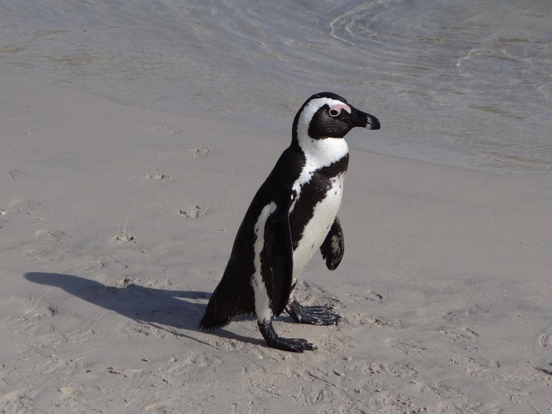 2. Waiting Penguin