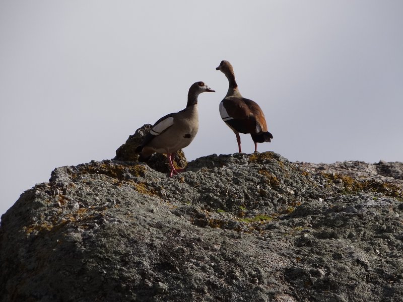 3. Goose on rock