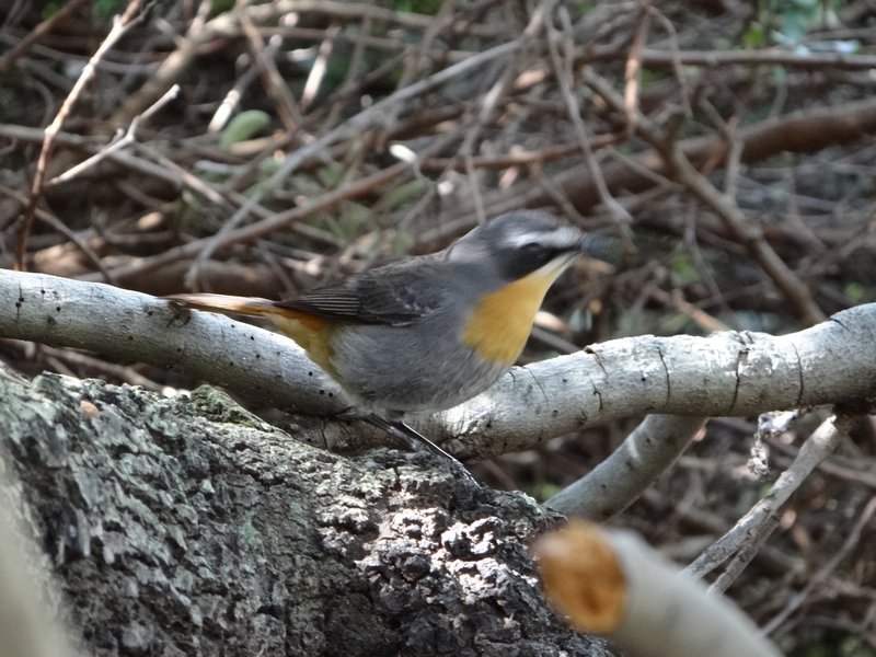 6. Curious Cape Robin Chat