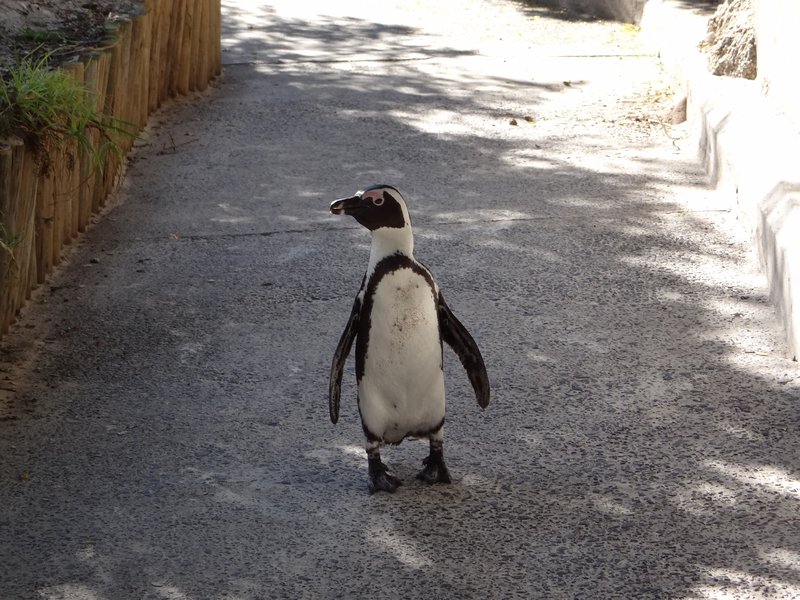 5. Unsure Penguin