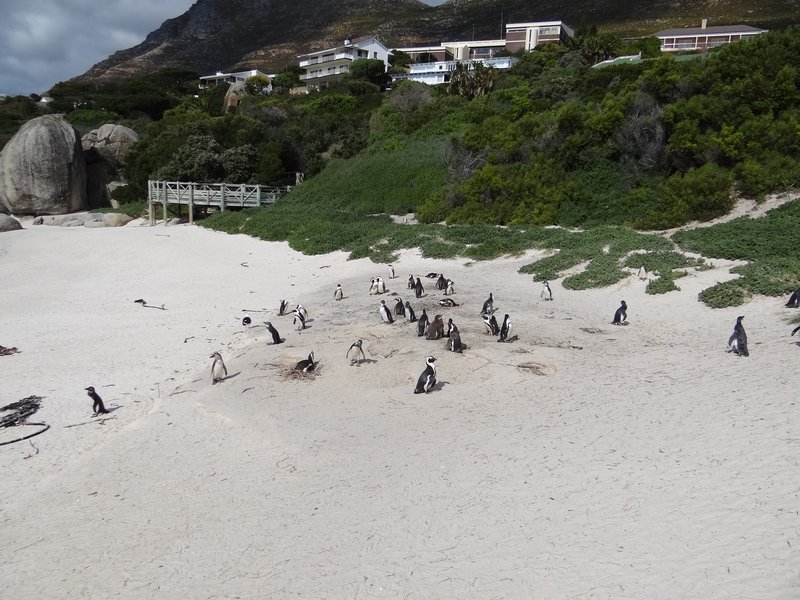 24. Penguins at the beach