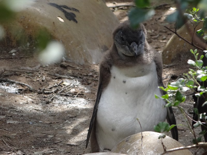 16. Penguin chick in front of house