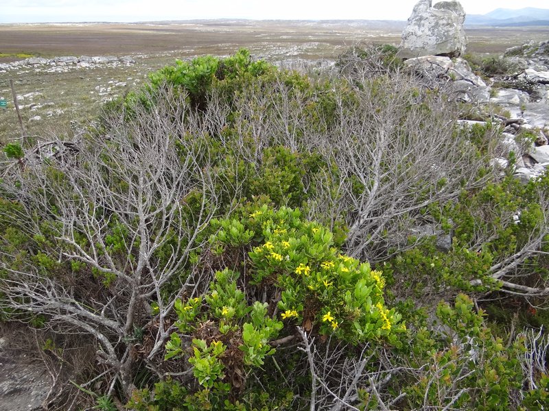 36. Flowering fynbos near trail