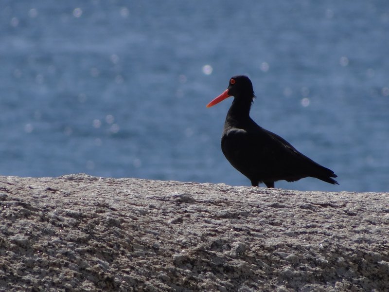 33. Close up of Oystercatcher