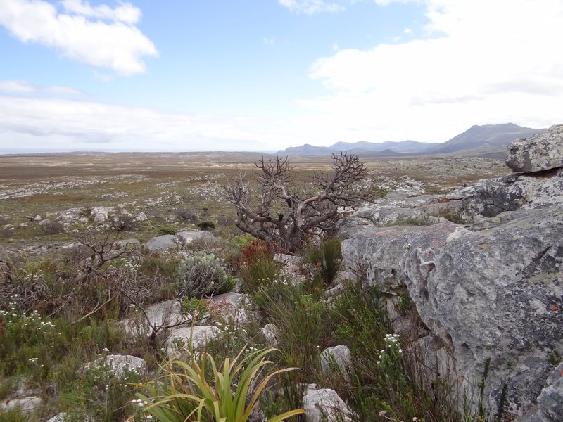 38. Desolate landscape in the Cape