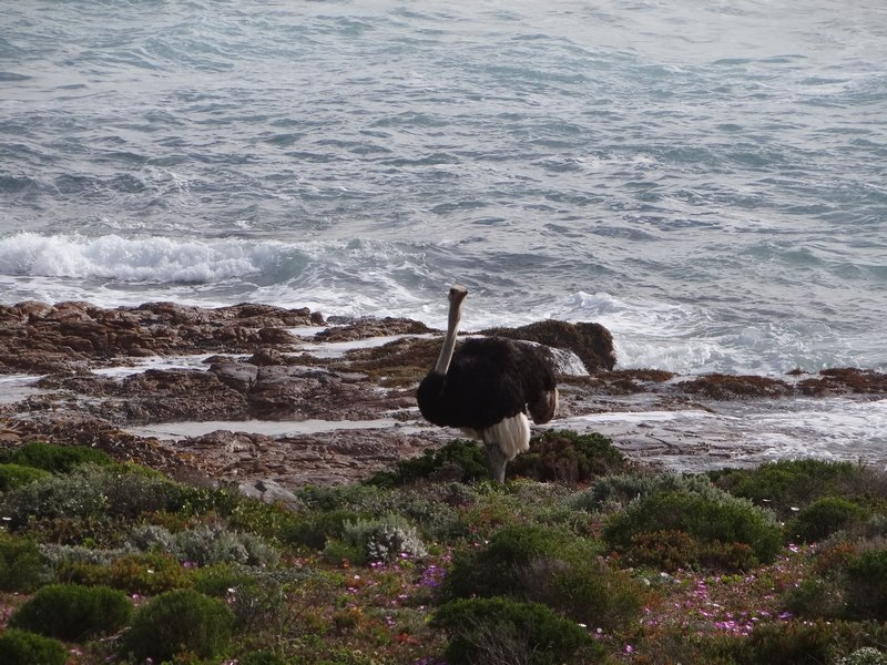 51. Ostrich near ocean