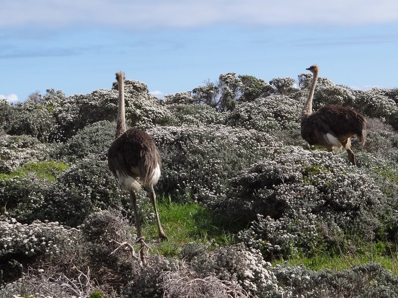 52. Ostriches enjoying the spring