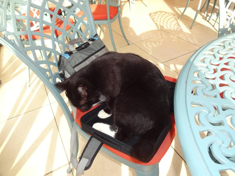 Cat sleeping in laptop bag