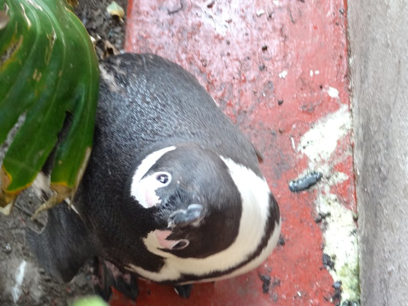 8. Weird pose of penguin